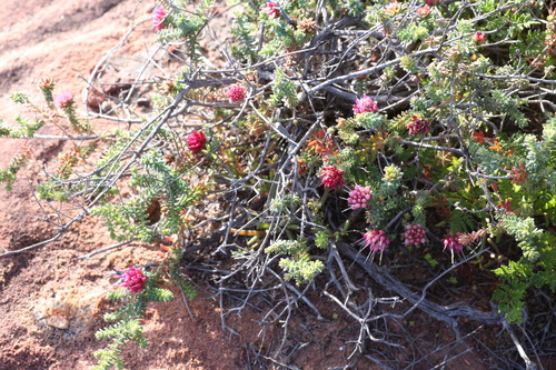 Darwinia oldfieldii, photograph 5