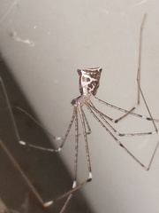 Crossopriza lyoni