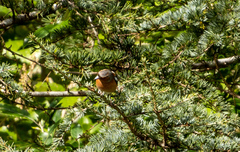 Fringilla coelebs gengleri