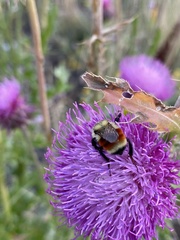 Bombus huntii