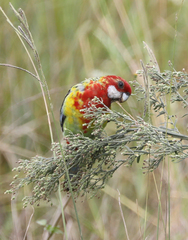 Platycercus eximius