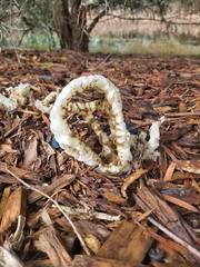 Ileodictyon cibarium