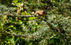 Fringilla coelebs gengleri