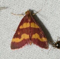 Pyrausta tyralis