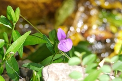 Dicliptera tinctoria