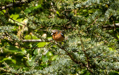 Fringilla coelebs gengleri