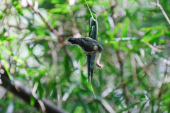 Parus minor commixtus