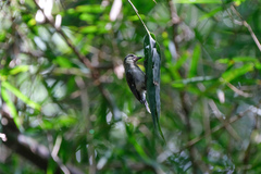 Parus minor commixtus