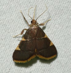 Hypsopygia