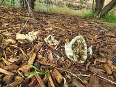 Ileodictyon cibarium