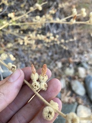 Malacothamnus orbiculatus