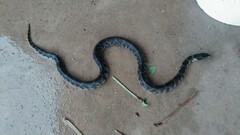 Lampropeltis splendida