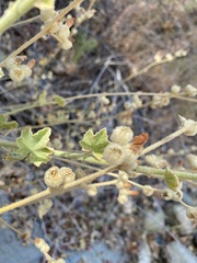 Malacothamnus orbiculatus