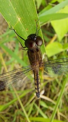 Erythrodiplax umbrata