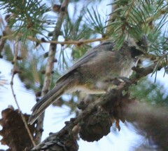 Poecile hudsonicus