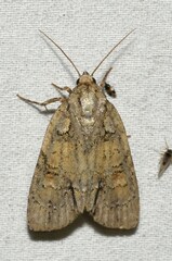 Acronicta ovata