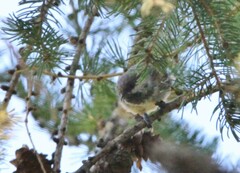 Poecile hudsonicus