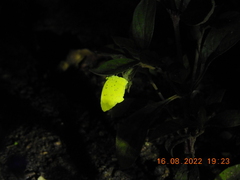 Eurema hecabe