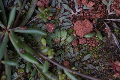 Riccia