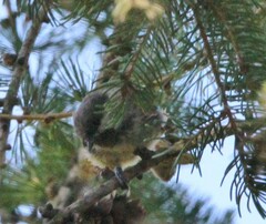 Poecile hudsonicus