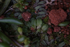 Riccia