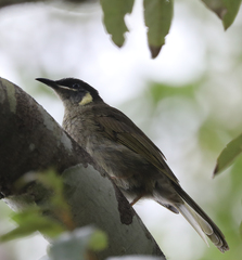 Meliphaga lewinii