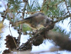 Poecile hudsonicus