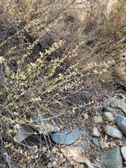 Malacothamnus orbiculatus