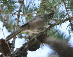 Poecile hudsonicus