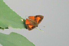 Deudorix epijarbas menesicles