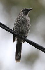 Anthochaera chrysoptera