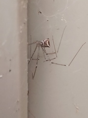 Crossopriza lyoni