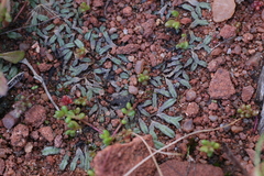 Riccia