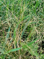 Panicum virgatum