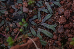 Riccia