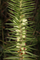 Melichrus adpressus