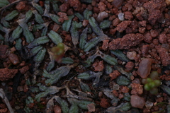 Riccia