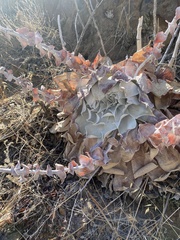 Dudleya pulverulenta