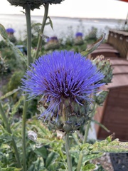 Cynara cardunculus