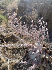 Dudleya pulverulenta