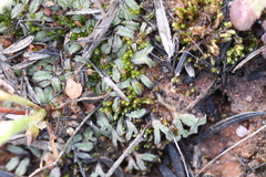 Riccia