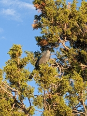 Aphelocoma woodhouseii