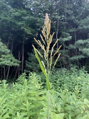 Sorghum bicolor