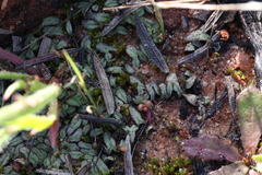 Riccia