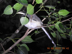 Ocyceros birostris