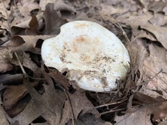 Lactifluus piperatus