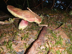 Boletus smithii