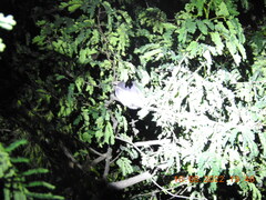 Ocyceros birostris