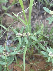 Crocanthemum bicknellii