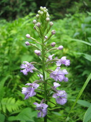 Platanthera psycodes